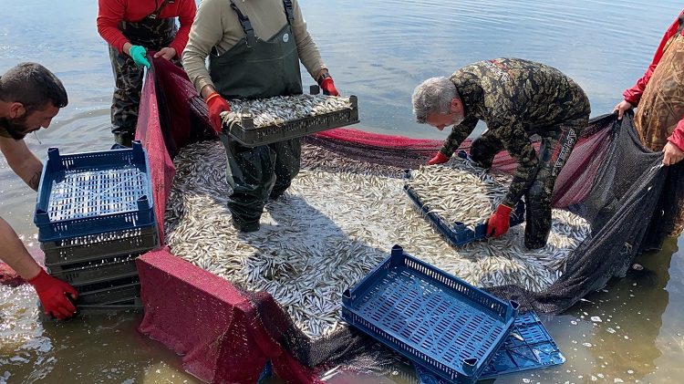 İznik’te 20 ton gümüş balığı avlandı
