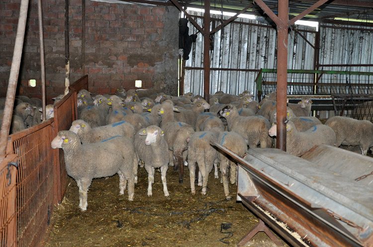 Koronayı bahane eden aracılar, kuzuyu ucuza alıp pahalı satıyor