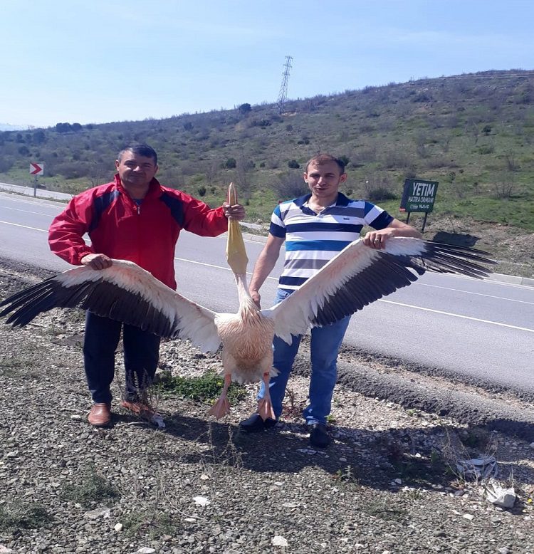 İnegöl’de pelikan kurtarma operasyonu
