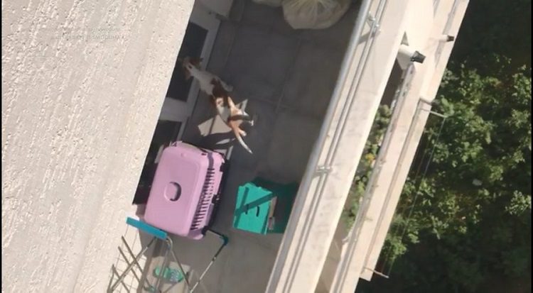 Bursa’da köpeğe sopayla şiddet iddiası