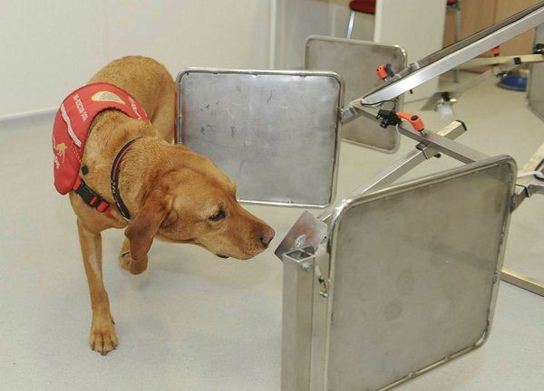 Köpekler koronavirüsün tespit edilmesinde kullanılabilir mi?