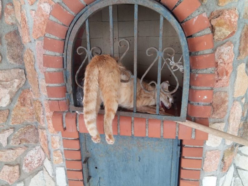 Barbekü Bacası Demi̇ri̇ne Sıkışan Kedi̇yi̇ İtfai̇ye Eki̇pleri̇ Kurtardı