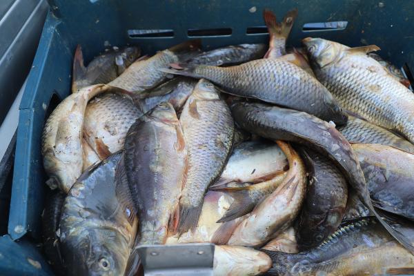 Elazığ’da kaçak avlanan 1 ton 400 kilo yavru sazan ele geçirildi