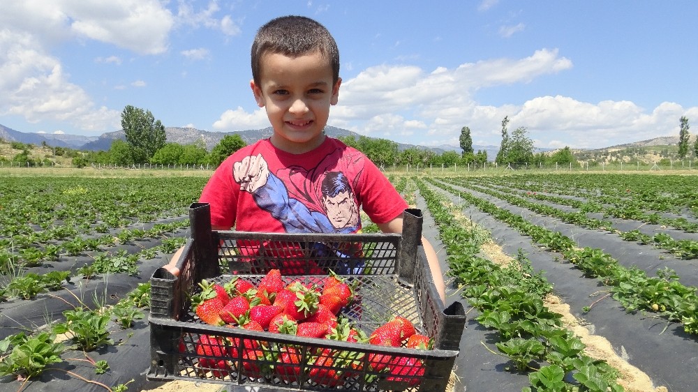 Ermenekte Zeyti̇nden Sonra Çi̇lekte Yöre Halkının Umudu Oldu