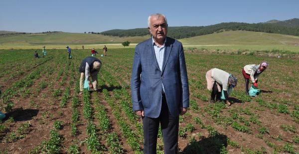 Koronavirüse rağmen biber üretimi durmuyor