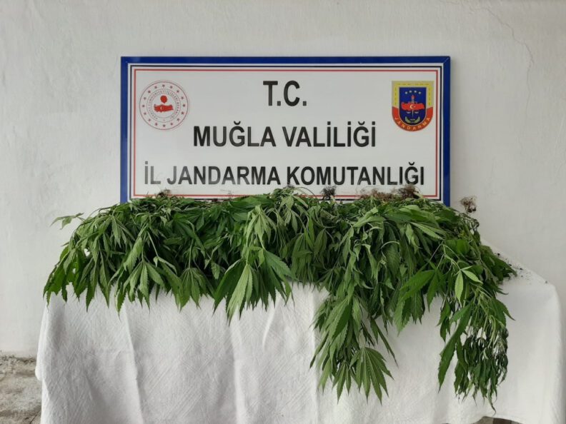 Köyceği̇zde Kenevi̇r Bahçesi̇ne Operasyon