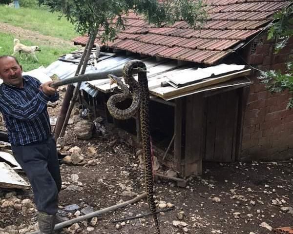 Bursa’da kümesten çıkan dev yılan korkuttu
