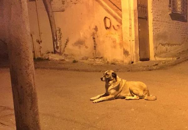 Mahallelinin maskotu ‘Alaş’ adlı köpeği, bıçaklayarak öldürdü