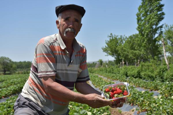 Niğde’de organik çilek hasadı sürüyor