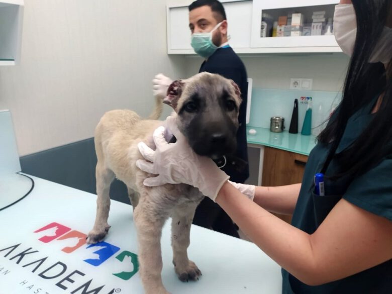Bursa’da iki kulağı kesik halde bulunan yavru köpeğe tedavi