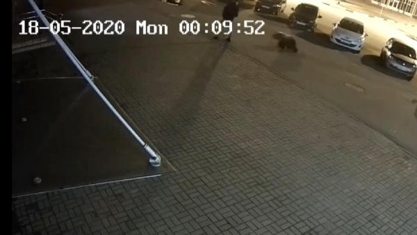 Rusya’da ayı saldırısı kamerada