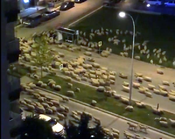 Samsun’da caddeyi koyun sürüsü bastı