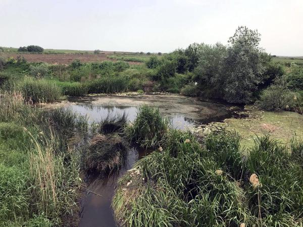 Tekirdağ’da deredeki balık ölümleri incelemeye alındı