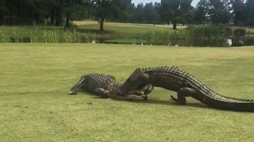 İki timsah golf sahasında ölüm kalım savaşı verdi