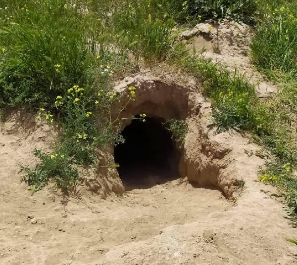 Toprak altında mahsur kalan yavru köpekler kurtarıldı