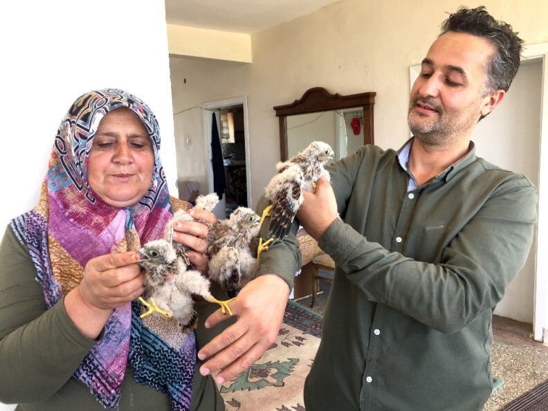 Yuvadan Düşen Yavru Kartallar Etle Besleni̇yor