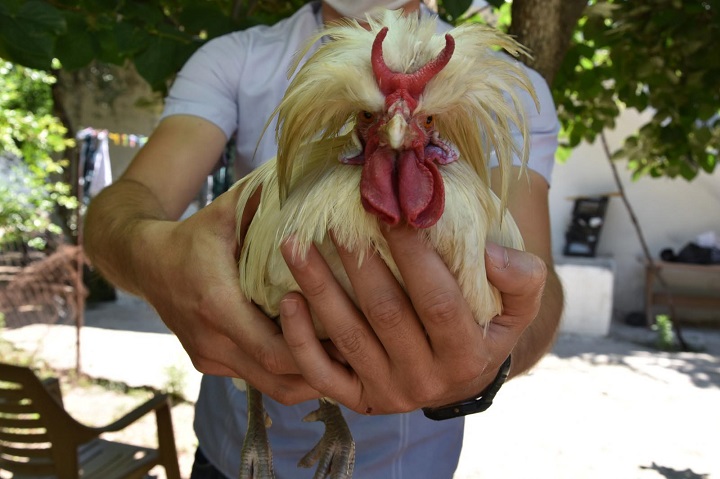 Boynuzlu horoz görenleri şaşırtıyor