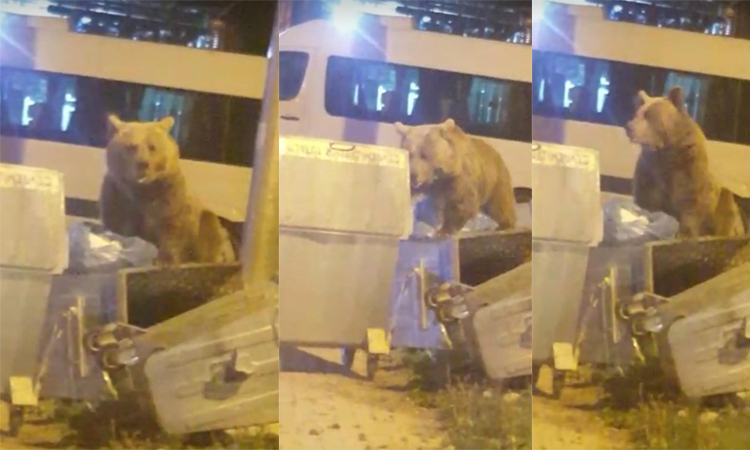 Yine geldiler… Bursa’da aç kalan ayılar çöpte yiyecek aradı