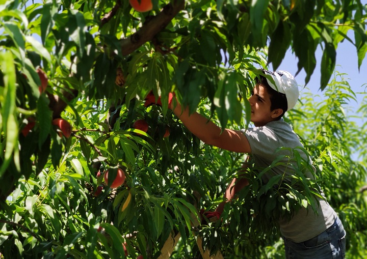 İnegöl’de şeftali hasadı başladı