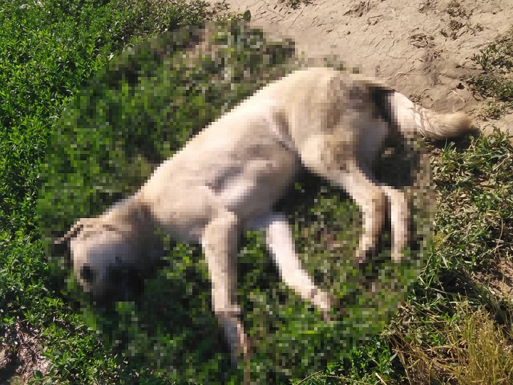 İznik’te 4 köpek ölü bulundu