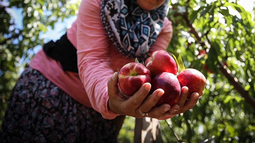 Bursa’da erkenci şeftali hasadı başladı
