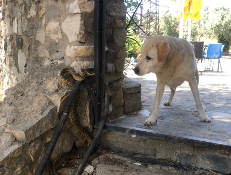 Bursa’da yılan, köpeğe saldırdı!