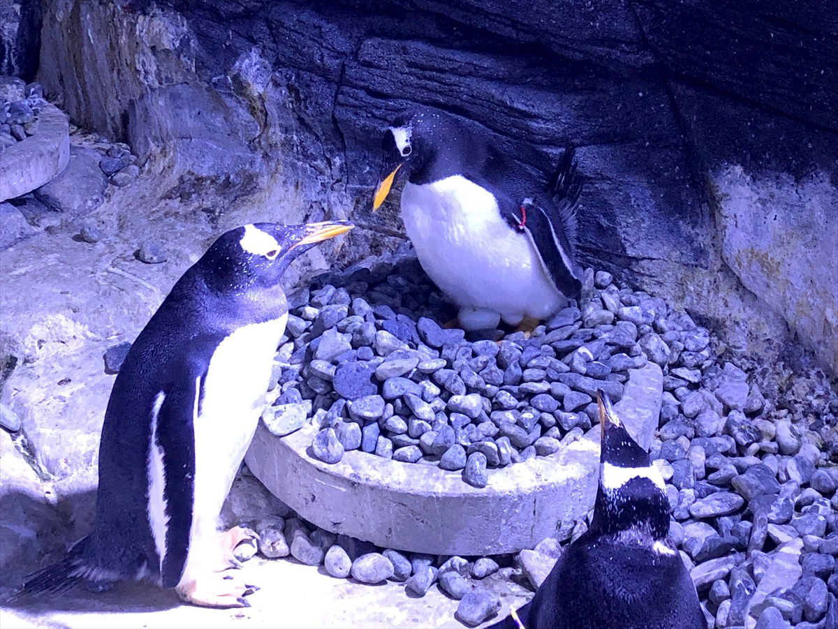 Türkiye’nin ilk bebek kutup pengueni İstanbul’da dünyaya geldi
