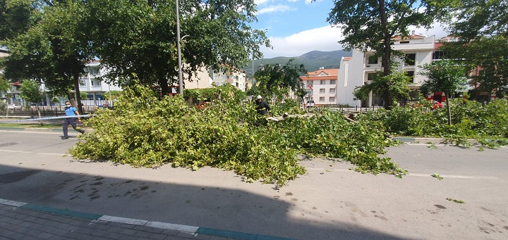 Gemlik’te tarihi çınar ağacı devrildi