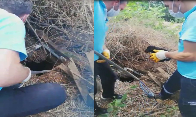 Bursa’da foseptik çukuruna düşen köpekler kurtarıldı