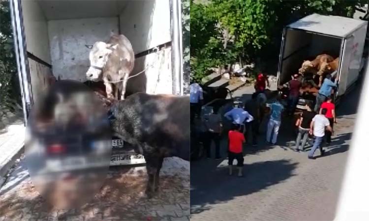 Kapalı kasa kamyonette havasız kalan 4 kurbanlık öldü