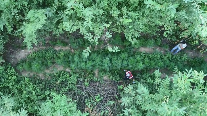 Bursa’da ormanı ‘Kenevir’ ile yeşilleştirmişler
