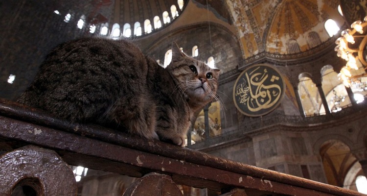 Ayasofya’nın kedisi Gli’ye arkadaş geldi