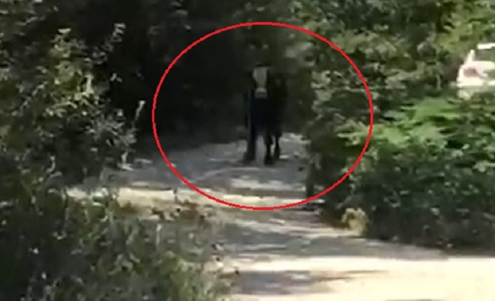 Bursa’da kaçan boğa, iki kişiyi hastanelik etti