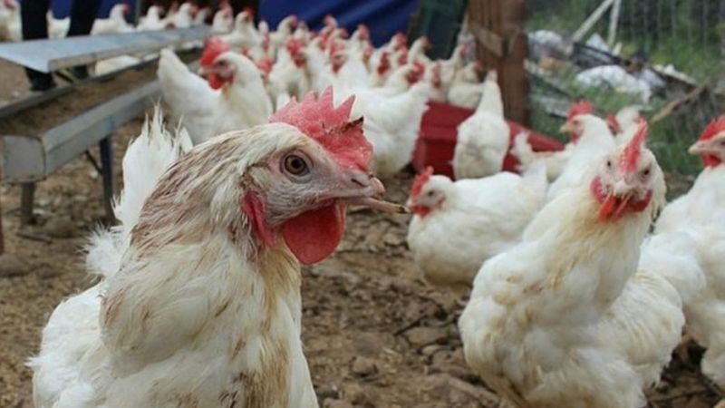 Tavuk kanatlarında virüs tespit edildi