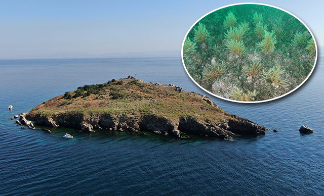 Marmara Denizi ekosistemine gırgır tehlikesi