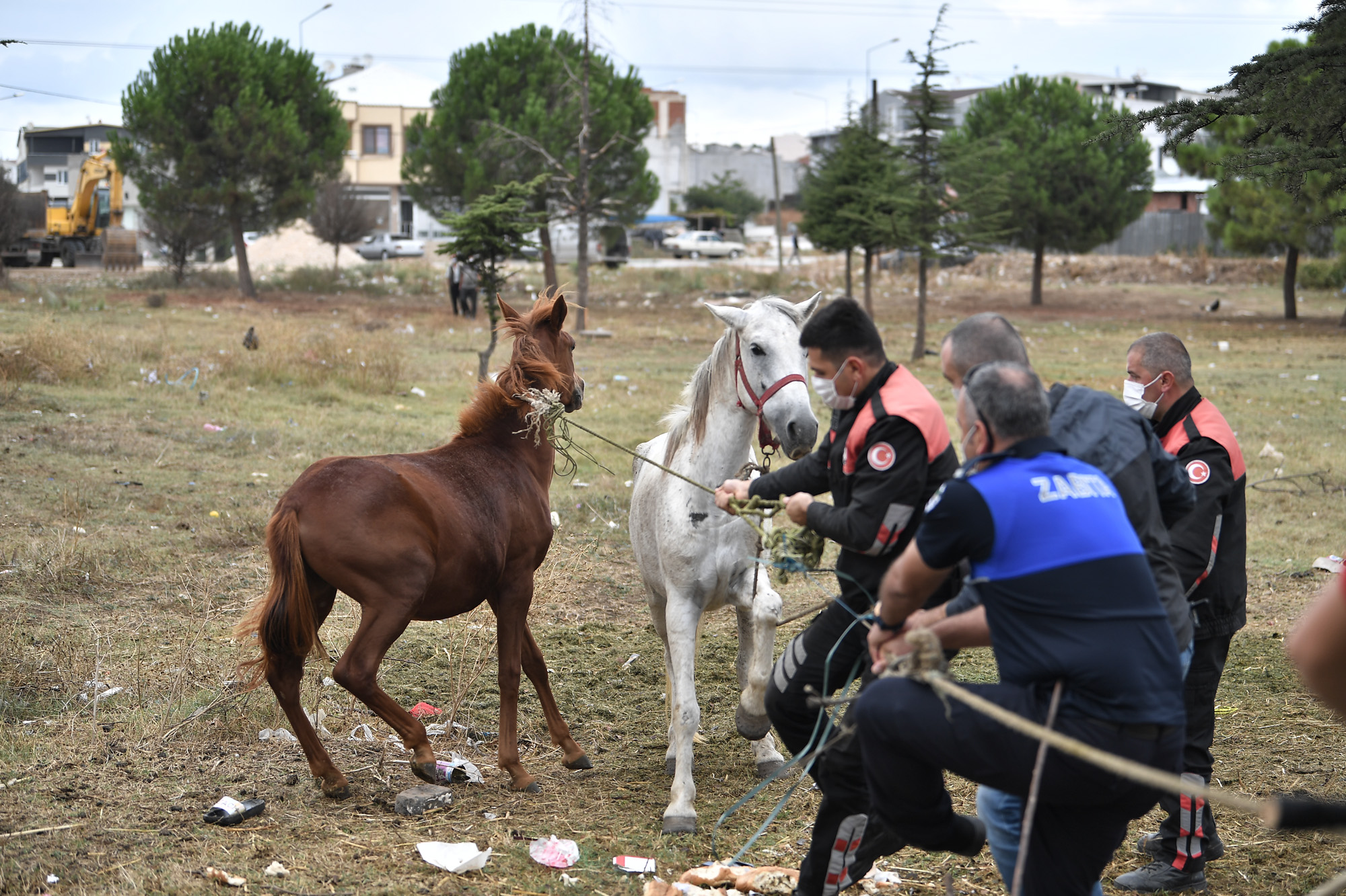 Osmangazi Zabıtası’ndan başıboş atlara operasyon