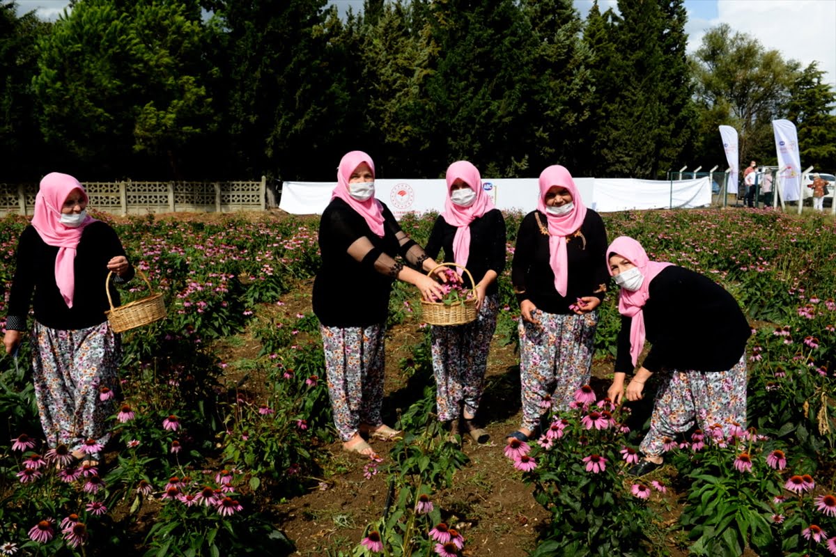 Bursalı çiftçi kadınlar “Ekinezya” üretecek