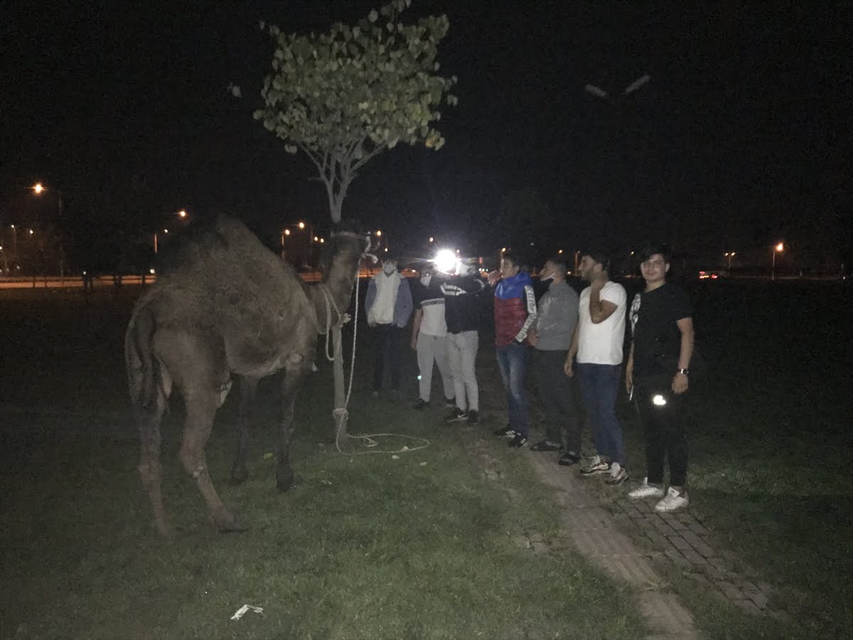 Bursa’da deveyi kamyonetin arkasına bağlayıp koşturdular