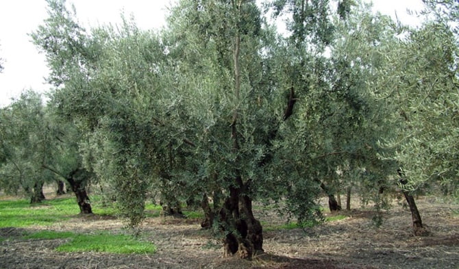 3 metrelik zeytin ağacından düşerek öldü