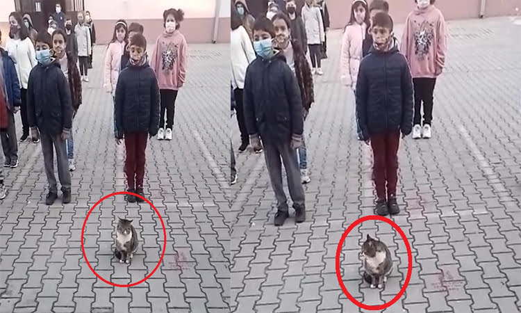 İstiklal Marşı okunurken kıpırdamadan duran kedi dikkat çekti