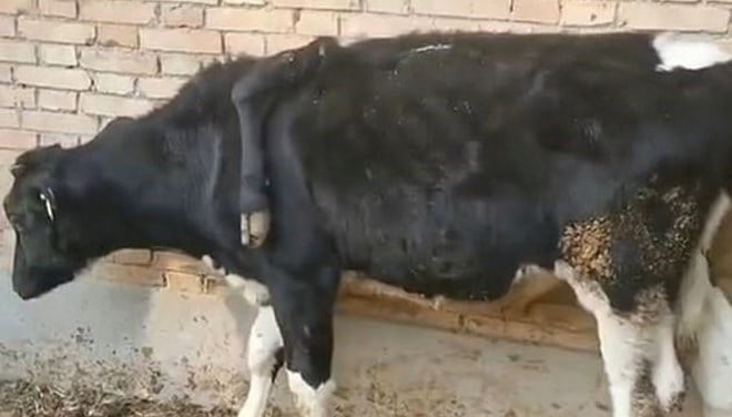 Görenler inanamadı! 5 bacaklı inek