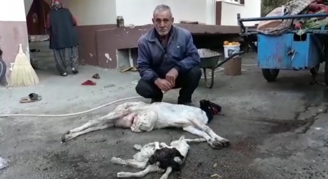 Adana’da 8 bacaklı oğlak doğdu
