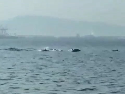 Bursa’da yunusların şovu büyüledi