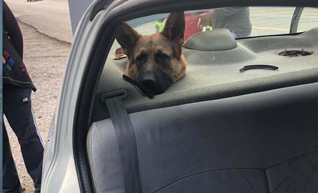 Bagajda taşınan köpeğin kafası hoparlör boşluğuna sıkıştı