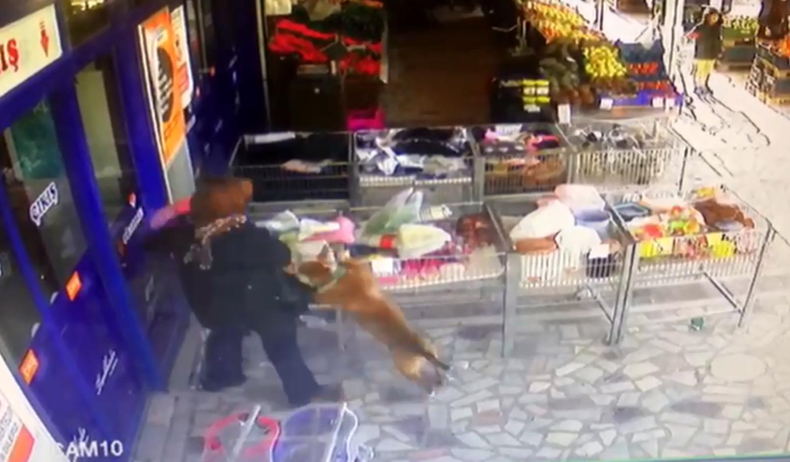 Pitbull dehşeti! 2,5 yaşındaki kıza saldırdı