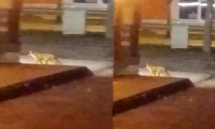 Bursa’da aç kalan tilki mahalleye indi