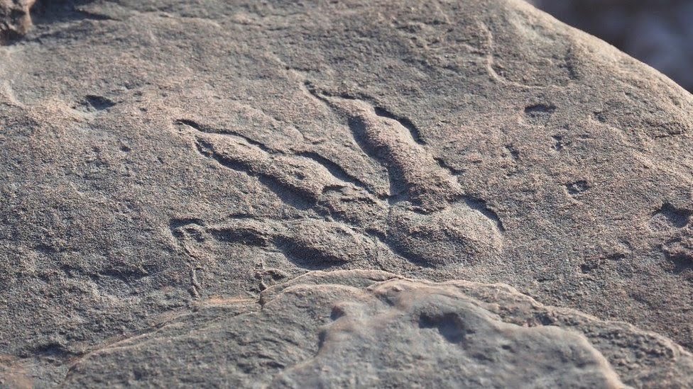 4 yaşında 220 milyon yıllık dinozor ayak izini ortaya çıkardı