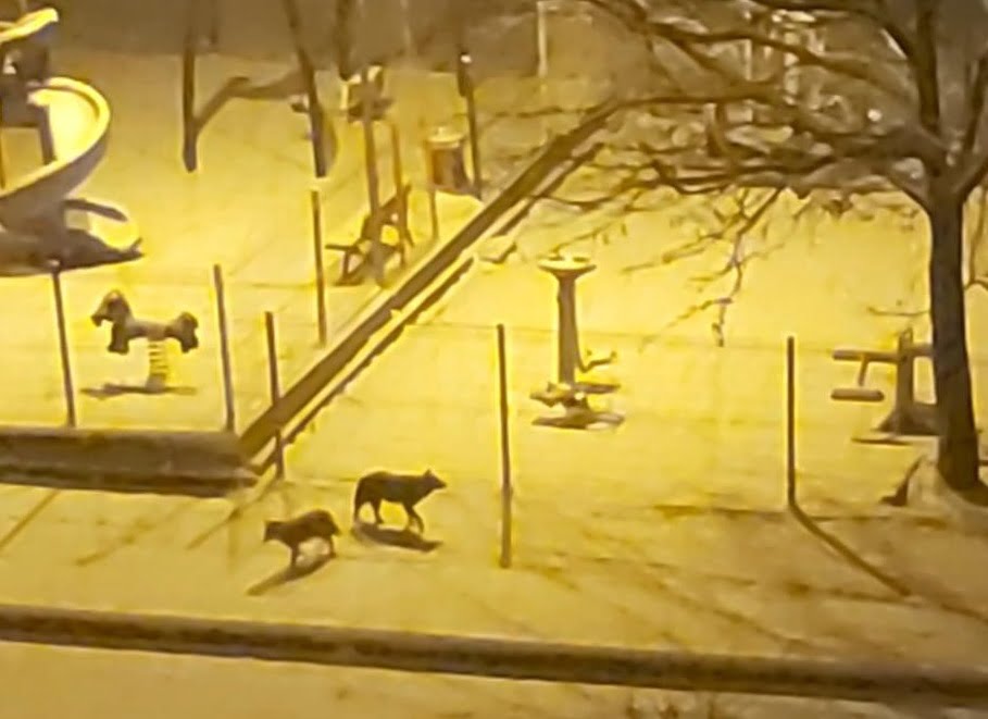 Bursa’da aç kurtlar şehre indi