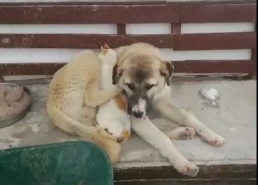 Soğuk havada birbirlerine sarılarak uyudular
