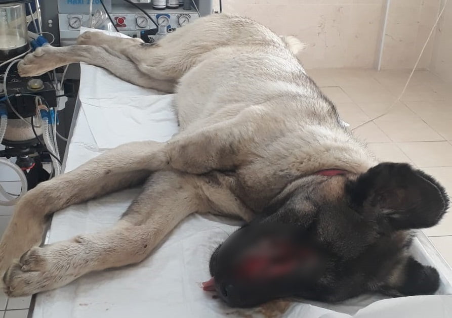 Bursa’da işkence gören köpek tedaviye alındı